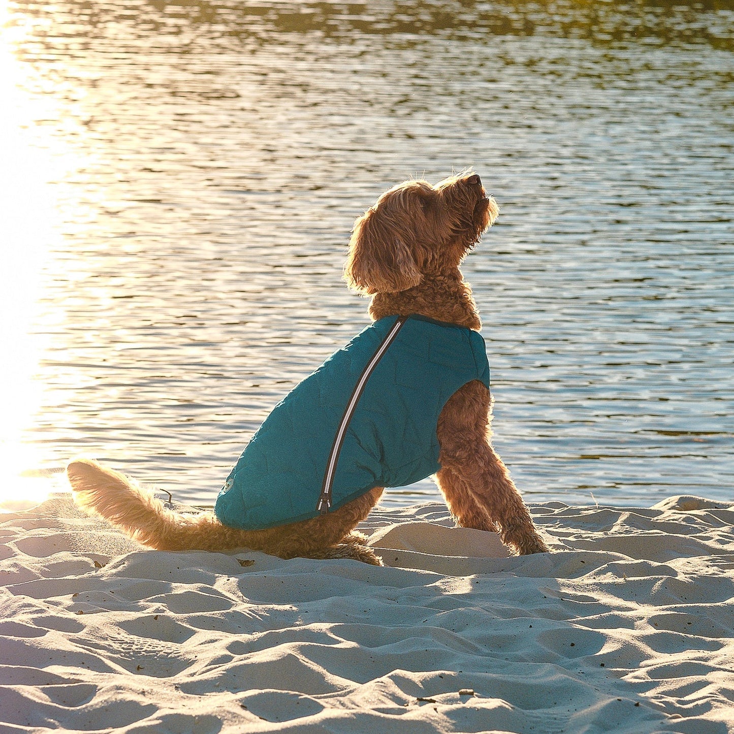 Sustainable Eco - Friendly Dog Jacket / Vest - GreenPetGear