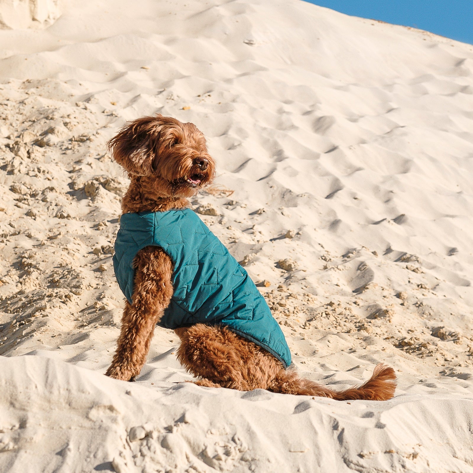 Sustainable Eco - Friendly Dog Jacket / Vest - GreenPetGear
