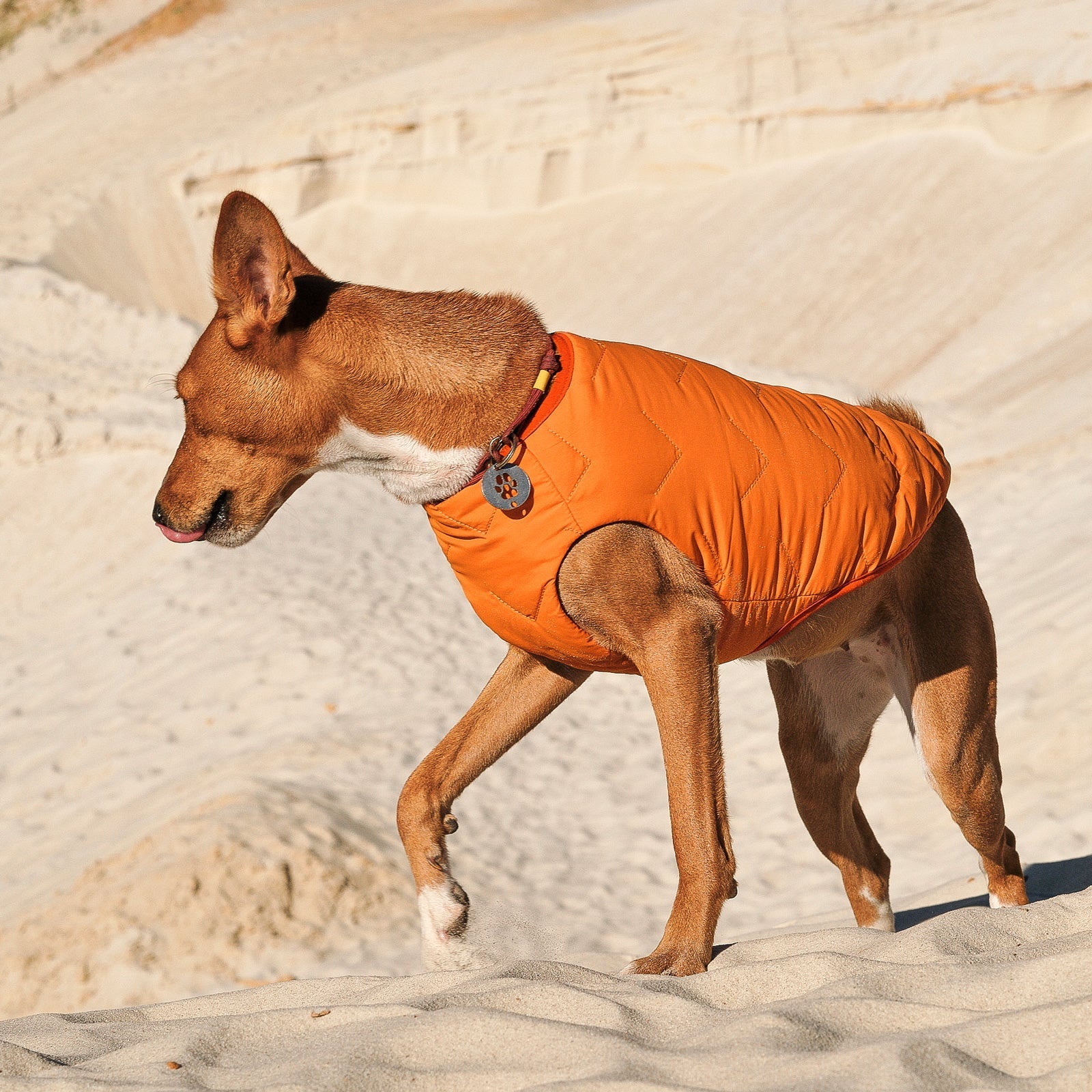 Sustainable Eco - Friendly Dog Jacket / Vest - GreenPetGear
