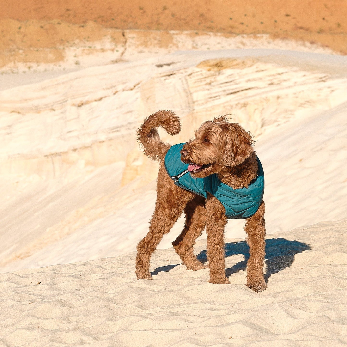 Sustainable Eco - Friendly Dog Jacket / Vest - GreenPetGear